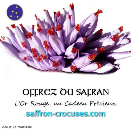 Bouquet de Fleurs de Safran en Bouton