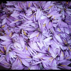 Fresh Saffron Flower Petals