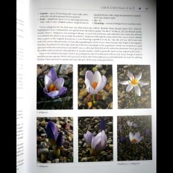 Sample 8 content from The World of Crocuses