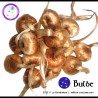 15000 Crocus sativus bulbs for planting your first field