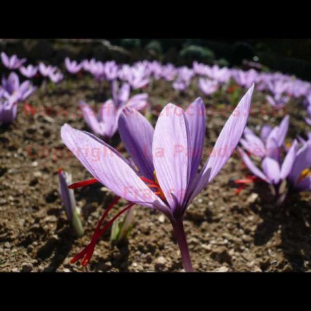 Bulbes de Crocus sativus L'Étoile Mauve® à l'Unité pour Produire du Safran